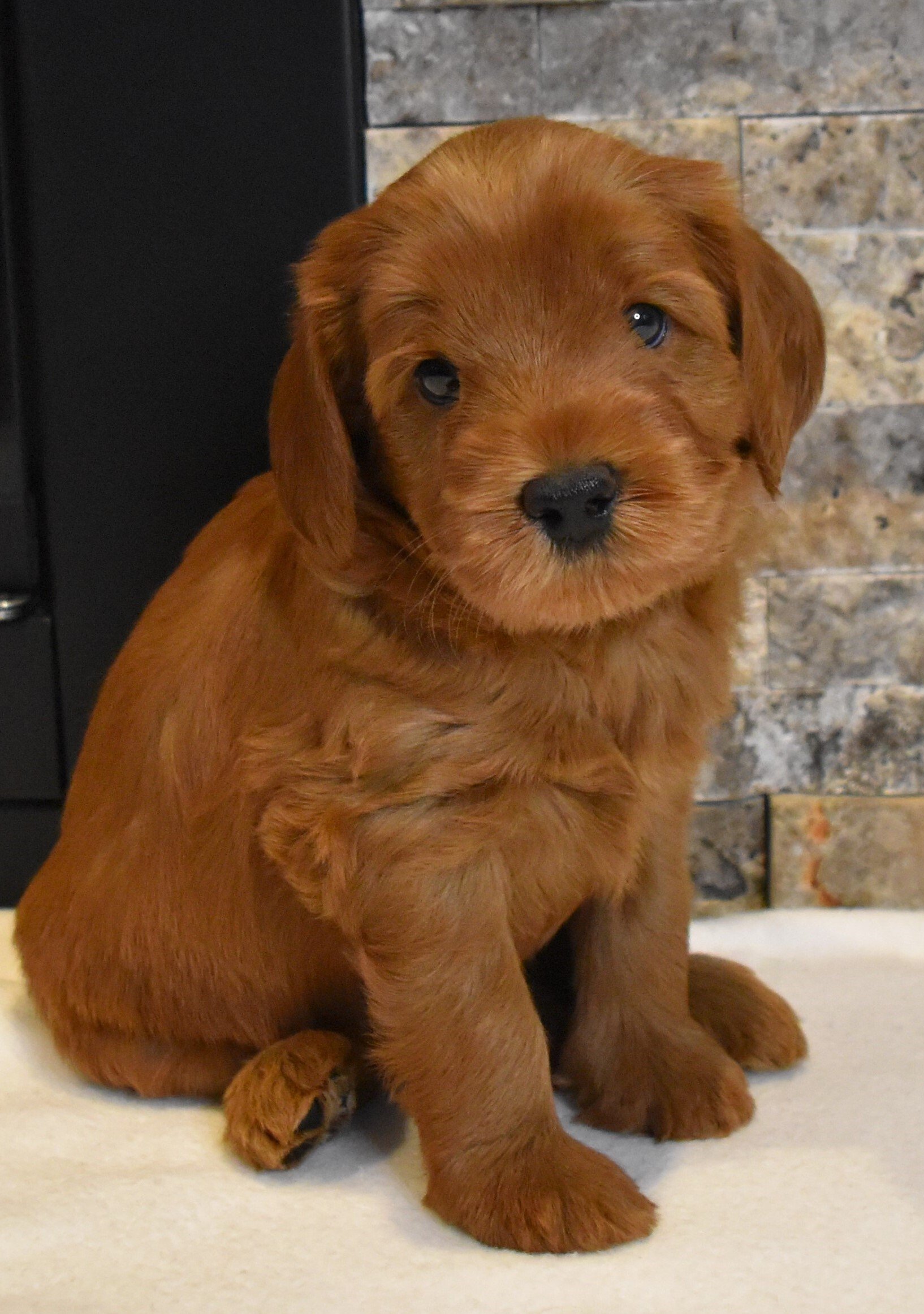 Lucky Dog Australian Labradoodles North Easton, MA