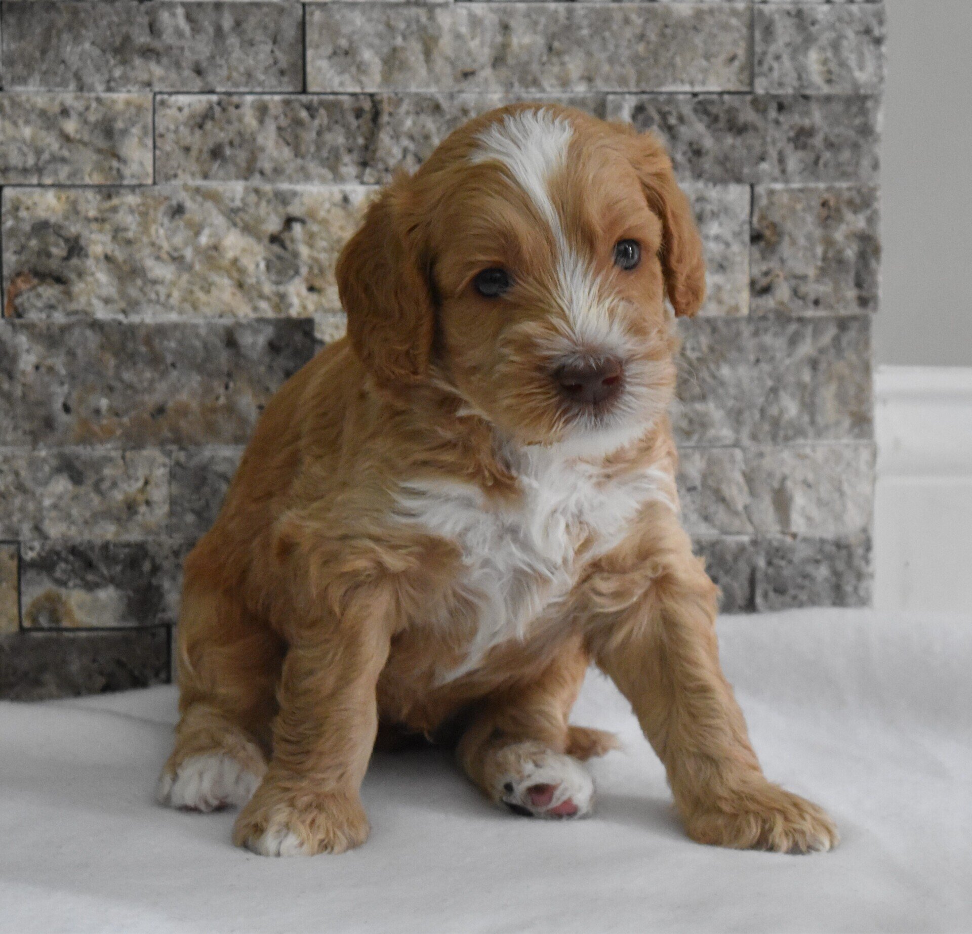 Lucky Dog Australian Labradoodles North Easton, MA