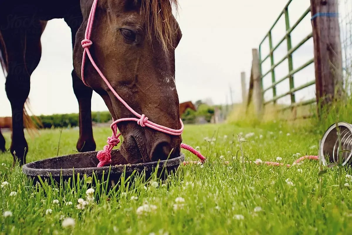 6 Key Tips for Feeding Your Horse to Ensure Optimal Health
