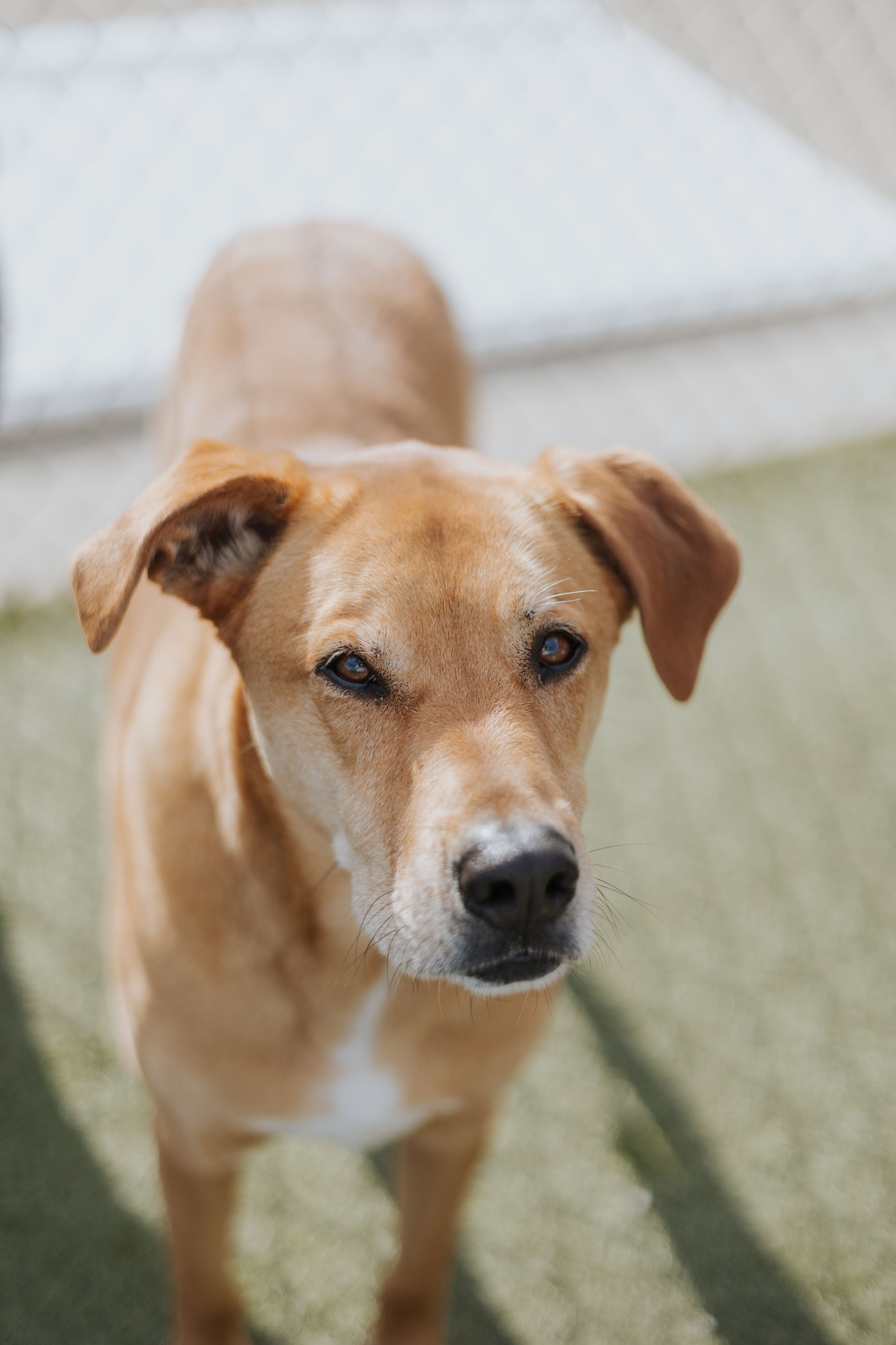 Make a Reservation Orrville Pet Spa