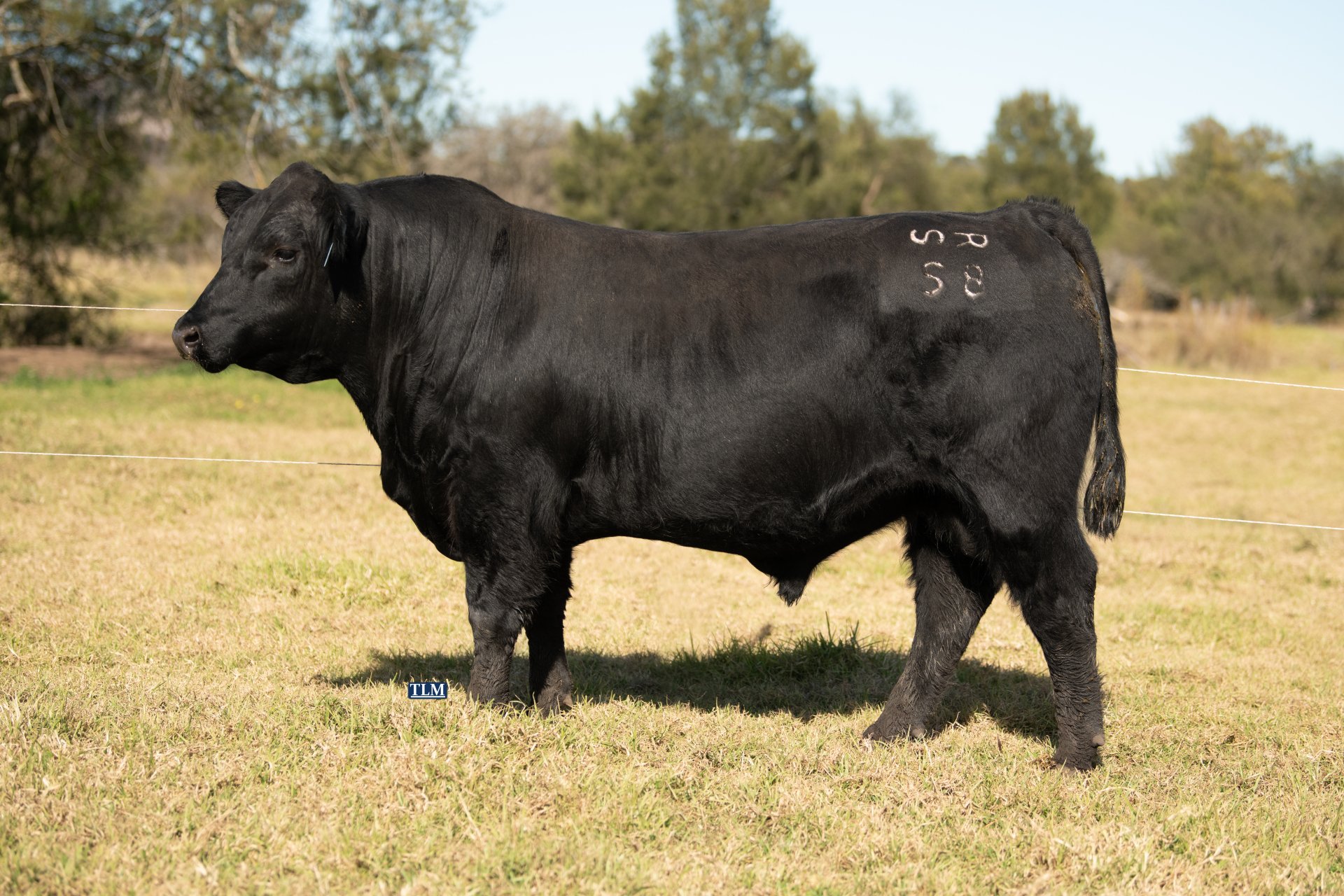 Benefits of Yearling Bulls