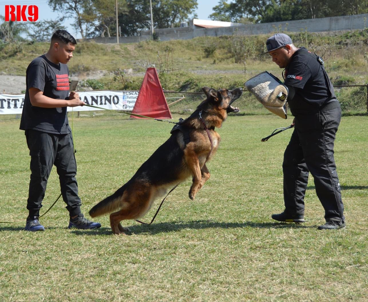 Perros Entrenados en venta Real K9 Guadalajara