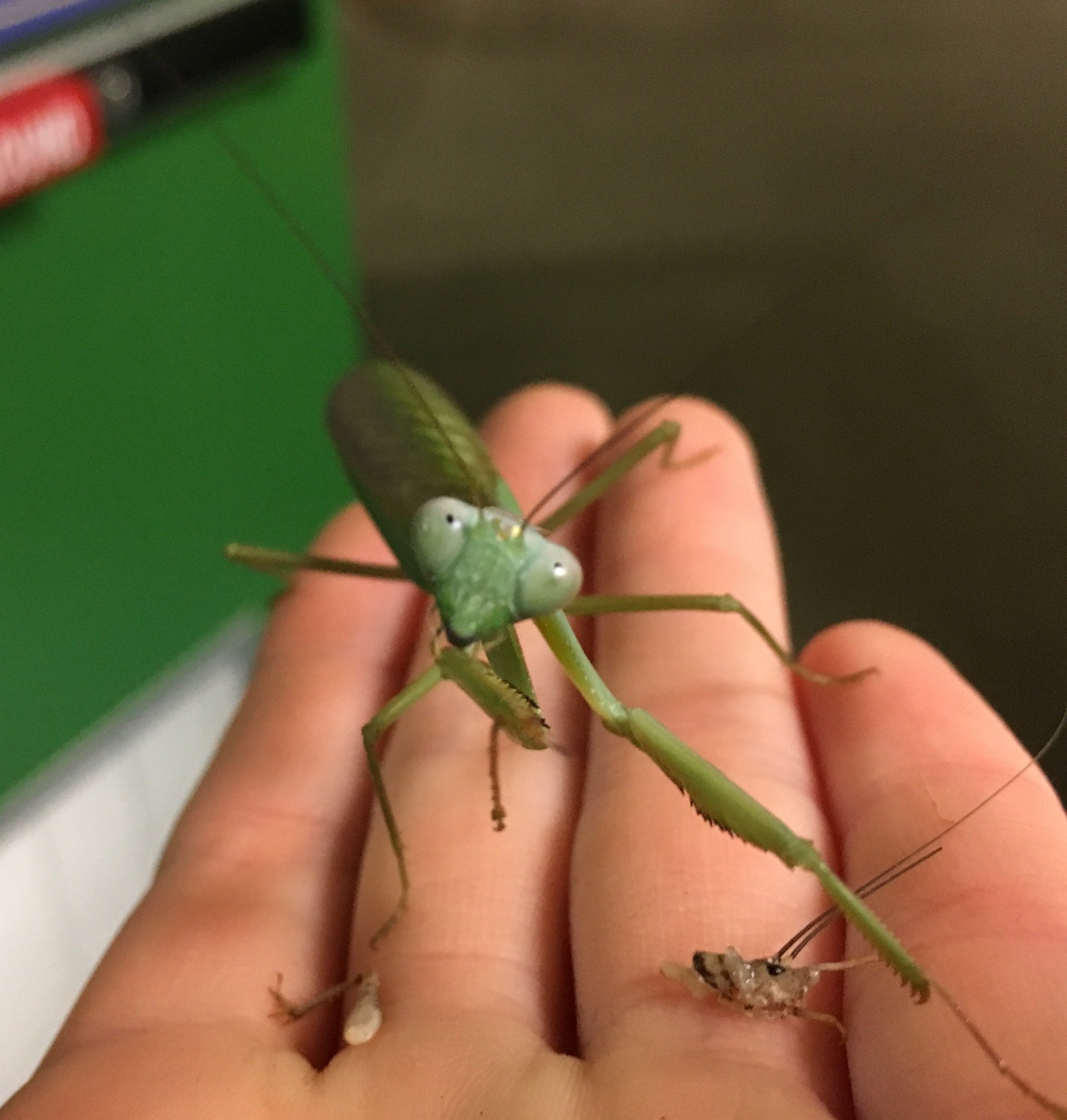 Gallery Victoria Bug Zoo