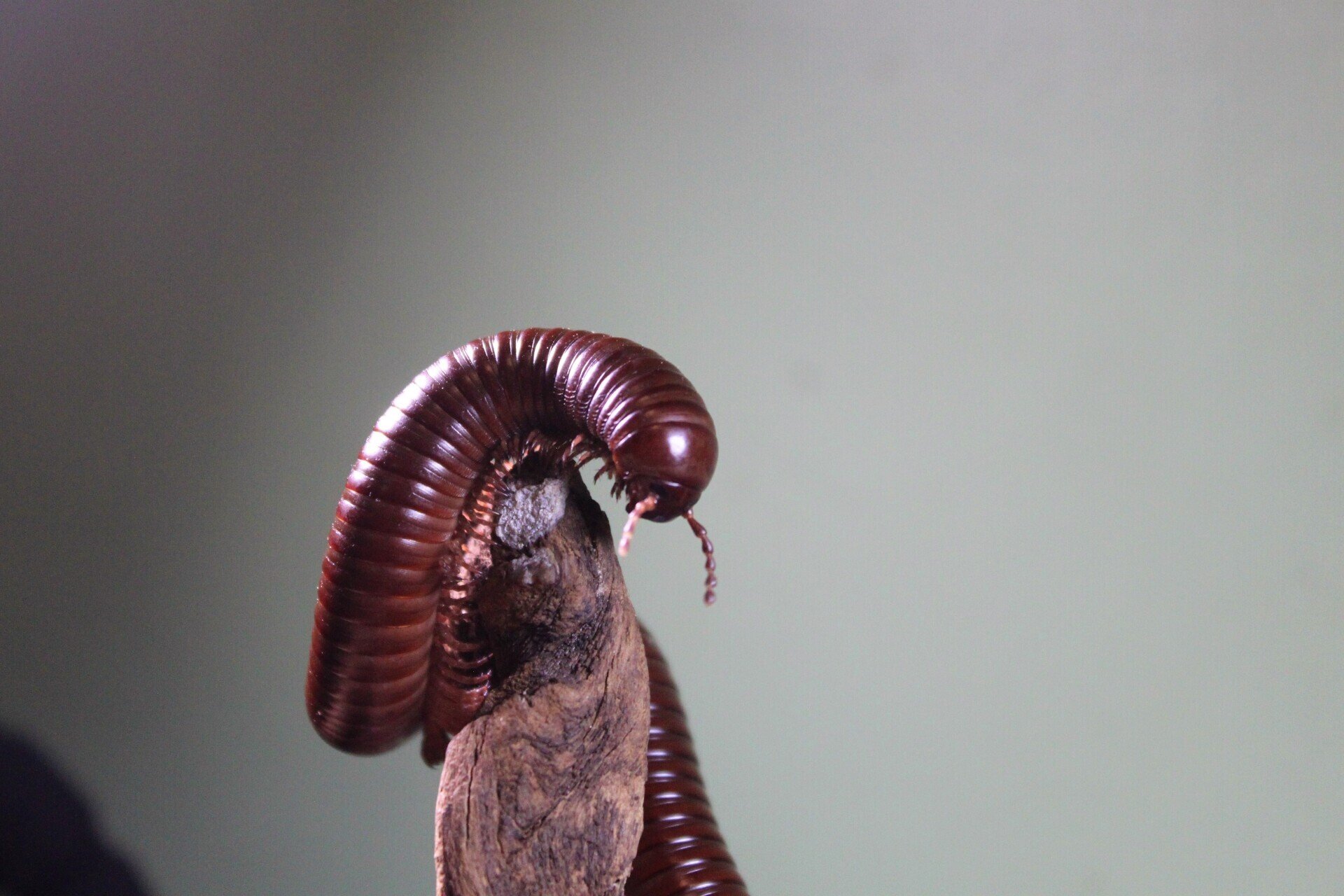 Victoria Bug Zoo Home