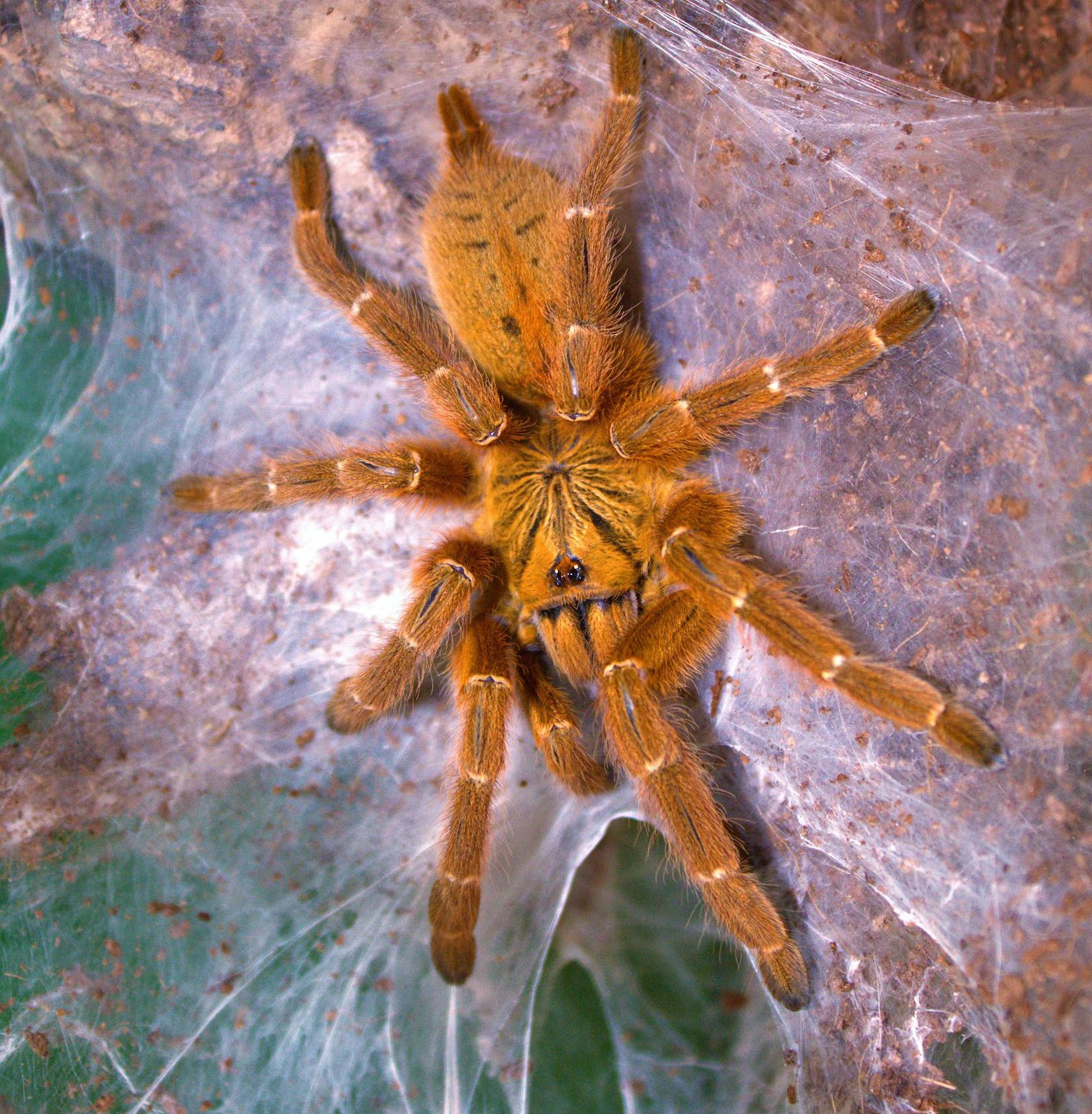 Gallery Victoria Bug Zoo
