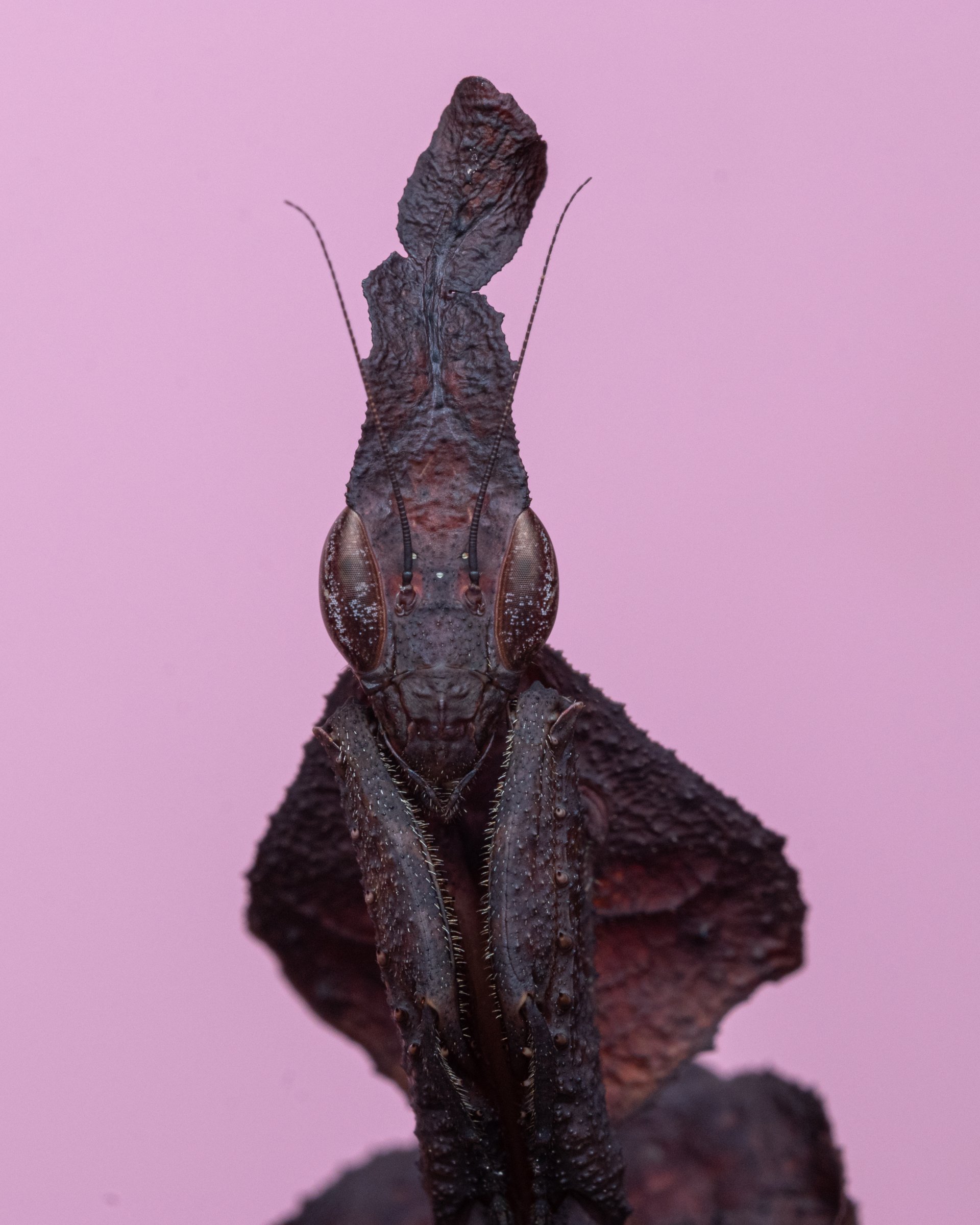 Gallery Victoria Bug Zoo