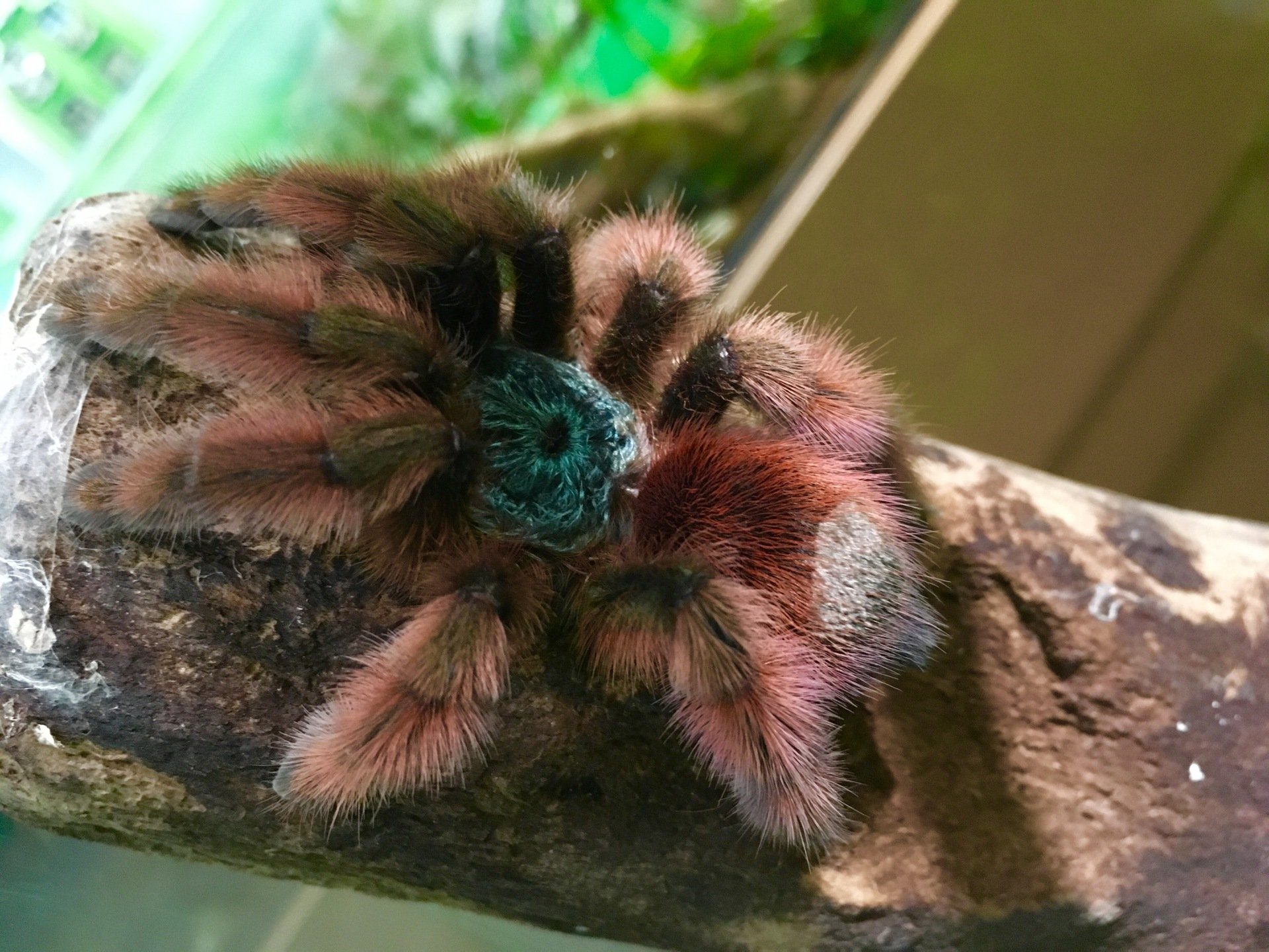 Gallery Victoria Bug Zoo