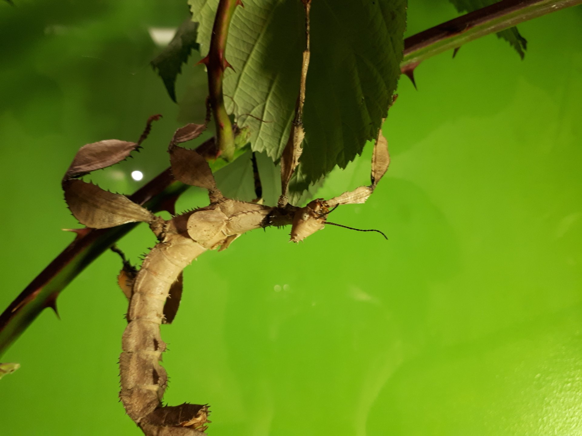 Victoria Bug Zoo Home