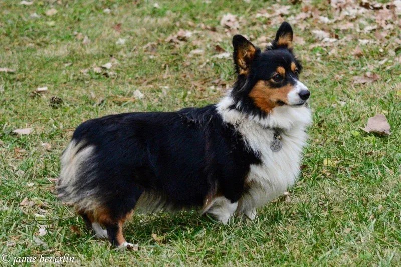 Pembroke Welsh Ranchhand North Missouri