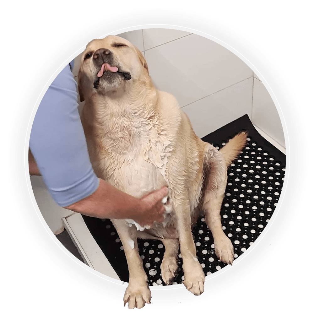 DIY Dog Wash & Retail Water Walkies