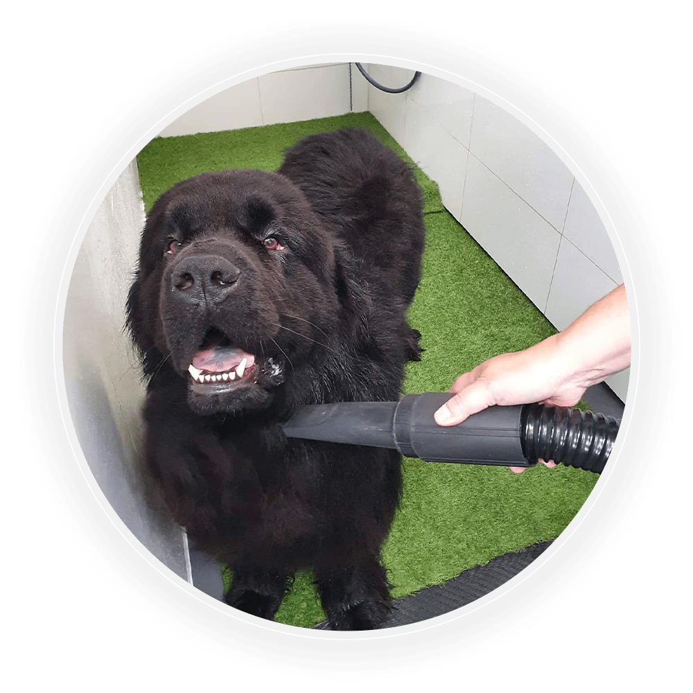 DIY Dog Wash & Retail Water Walkies