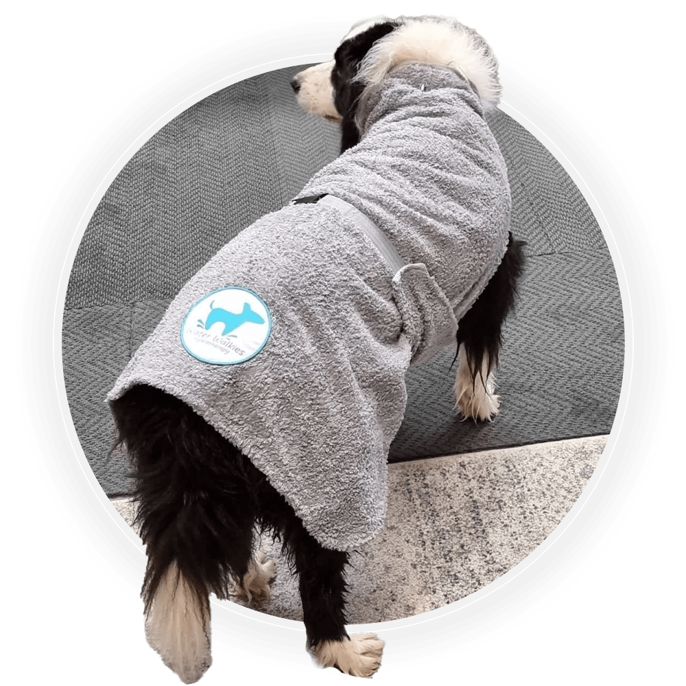 DIY Dog Wash & Retail Water Walkies