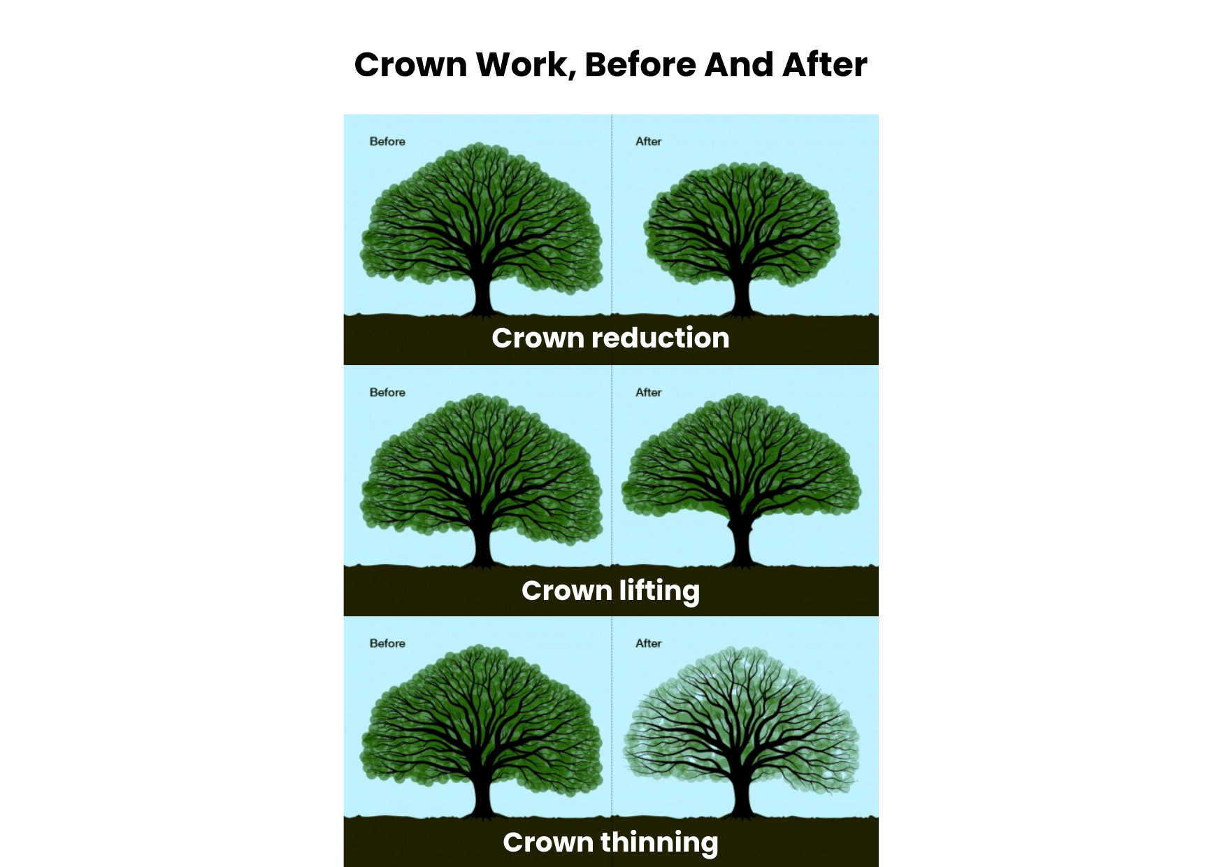Tree Crown Reduction Bedford 01234 230362