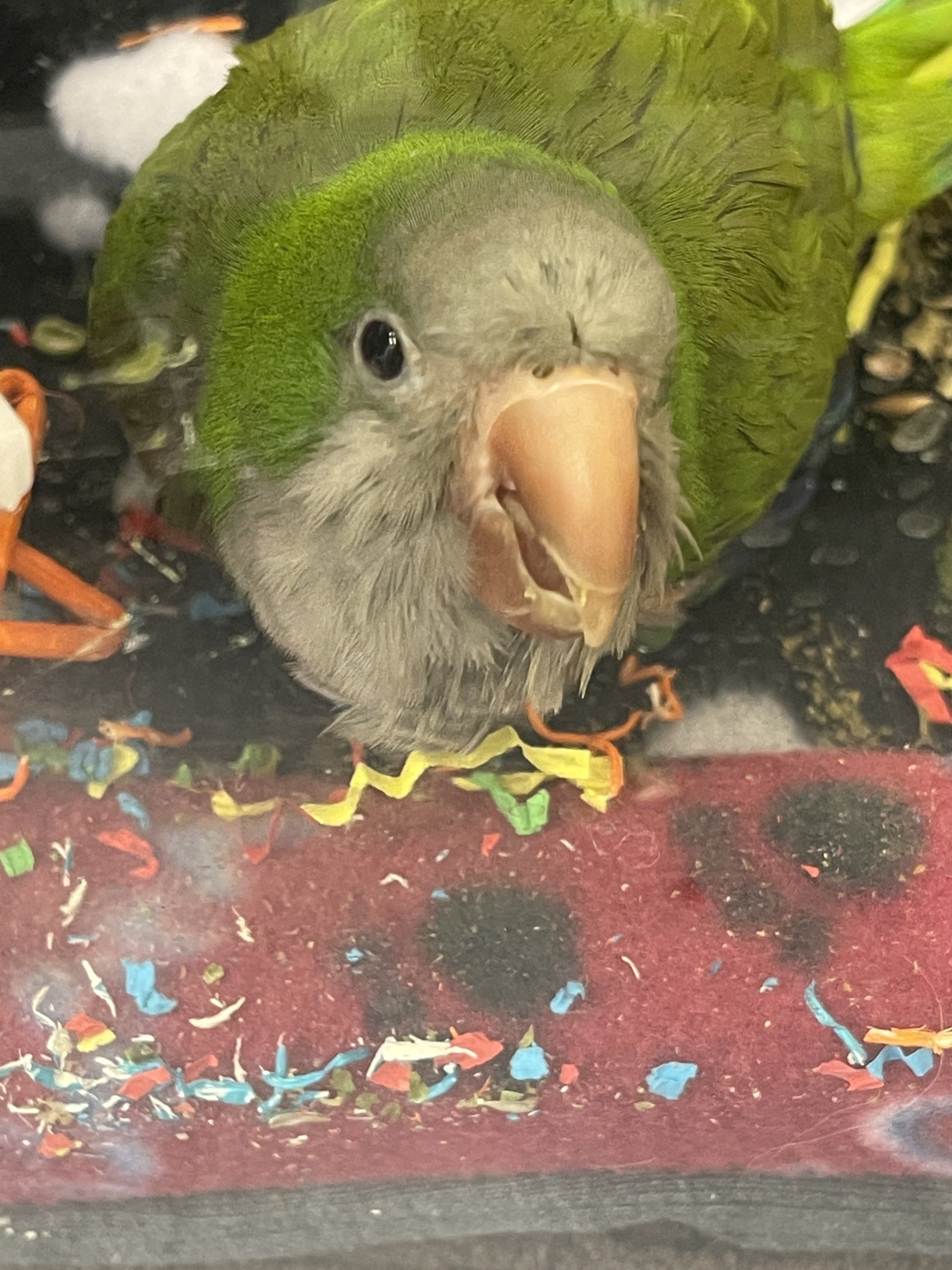 Veterinarian Algonquin, IL Algonquin Animal Clinic