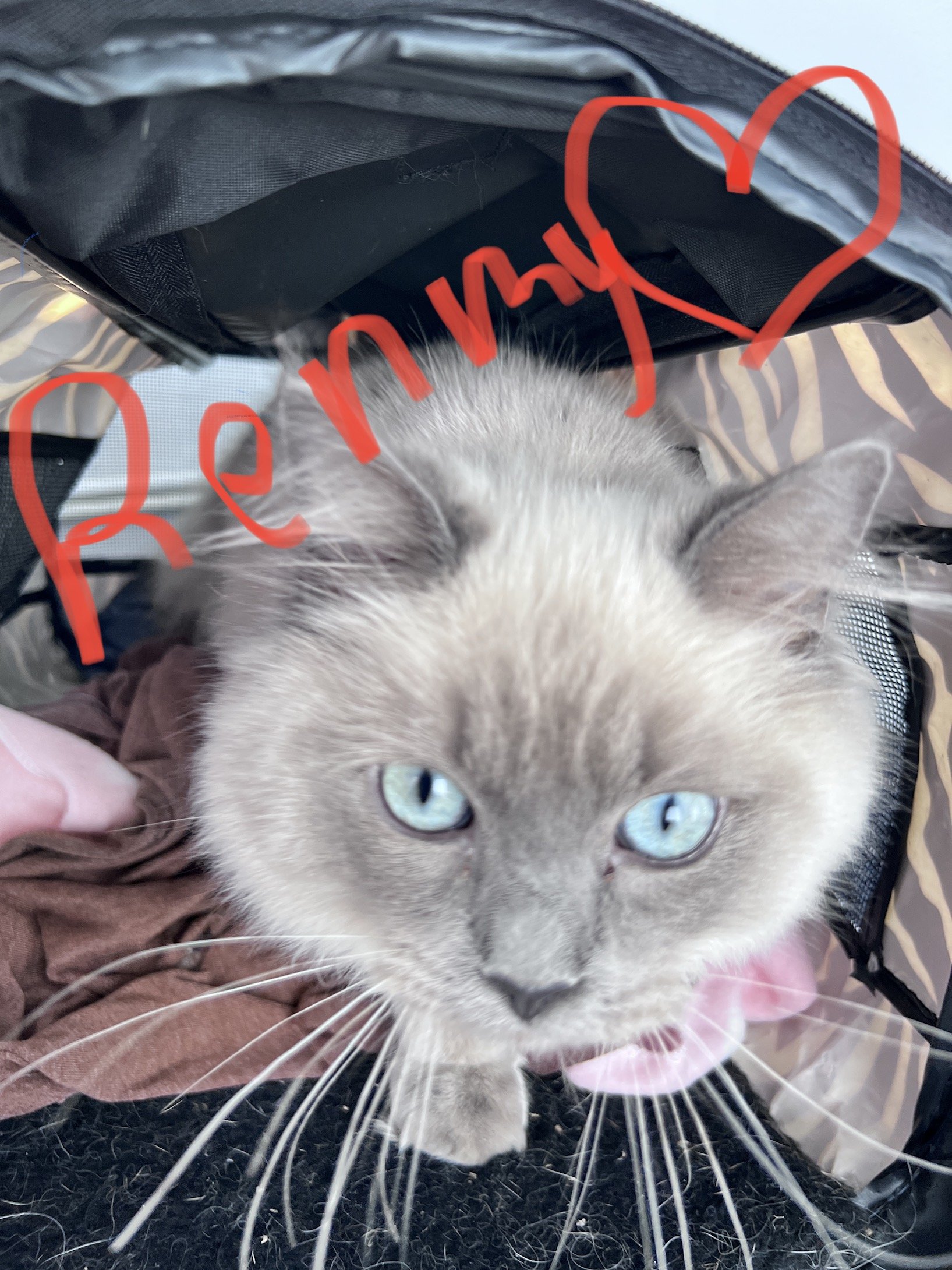 Veterinarian Algonquin, IL Algonquin Animal Clinic