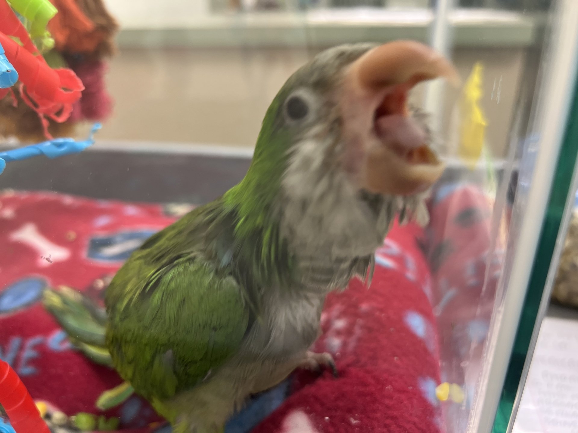 Veterinarian Algonquin, IL Algonquin Animal Clinic