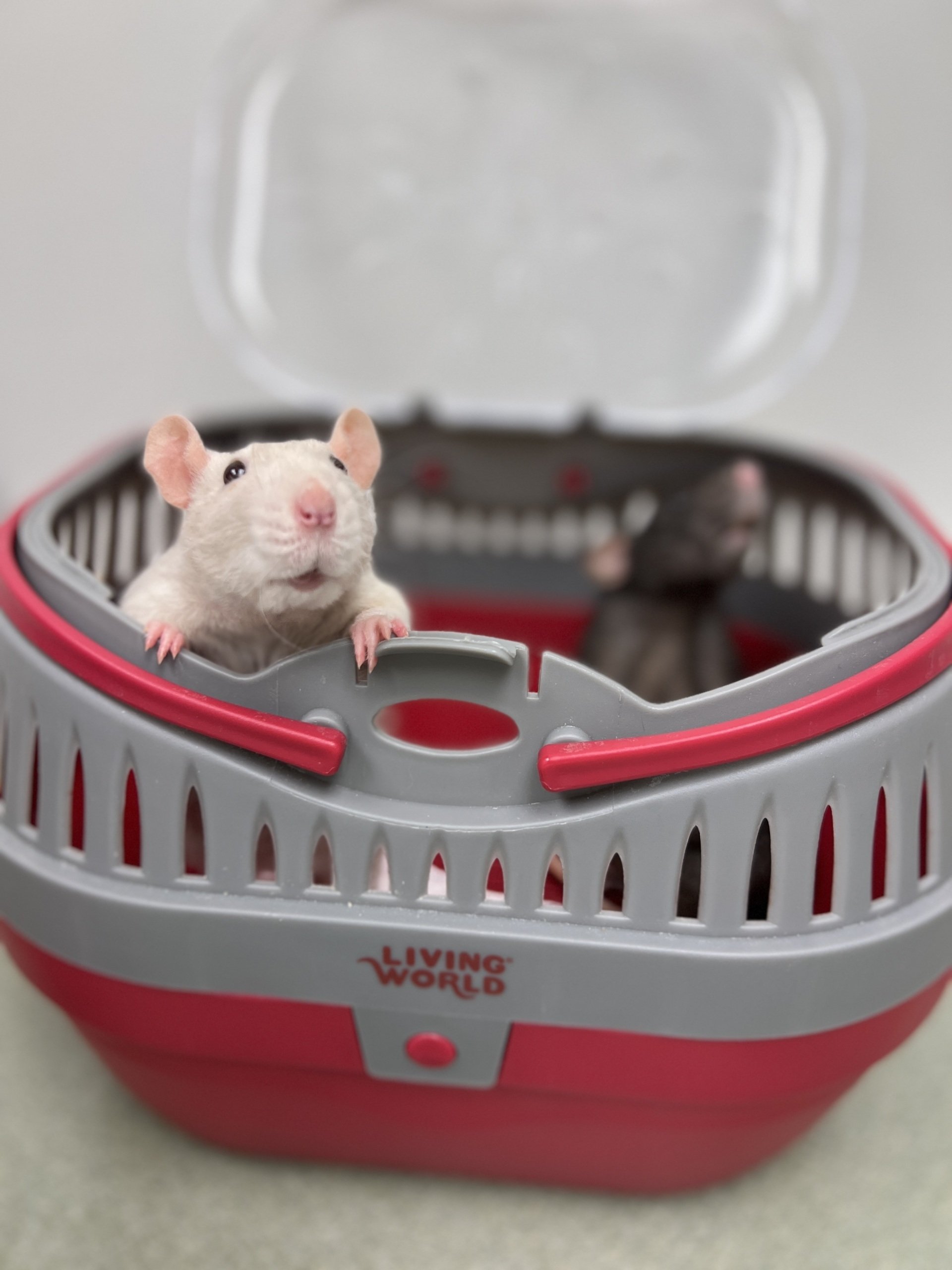 Veterinarian Algonquin, IL Algonquin Animal Clinic