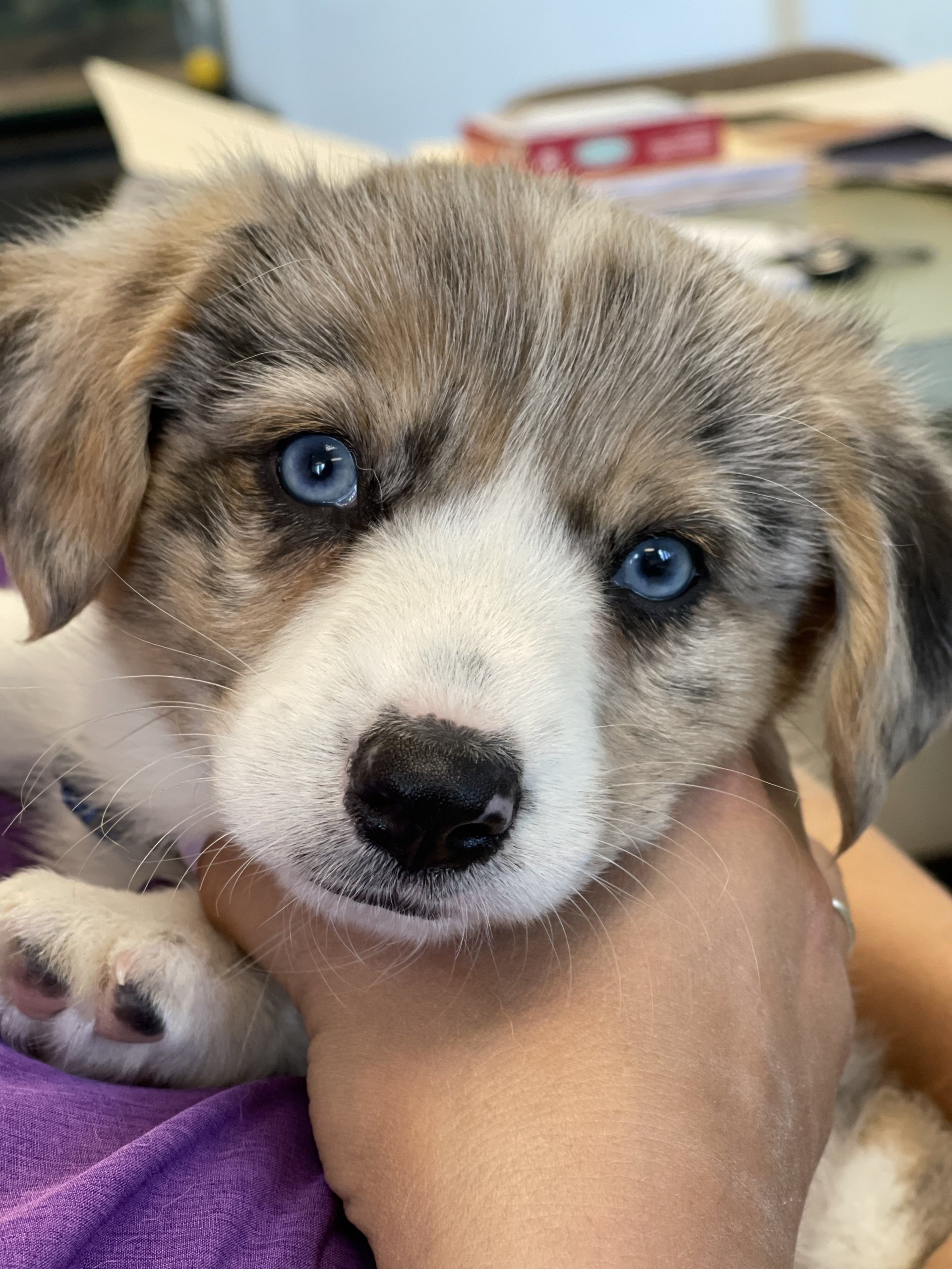 Veterinarian Algonquin, IL Algonquin Animal Clinic