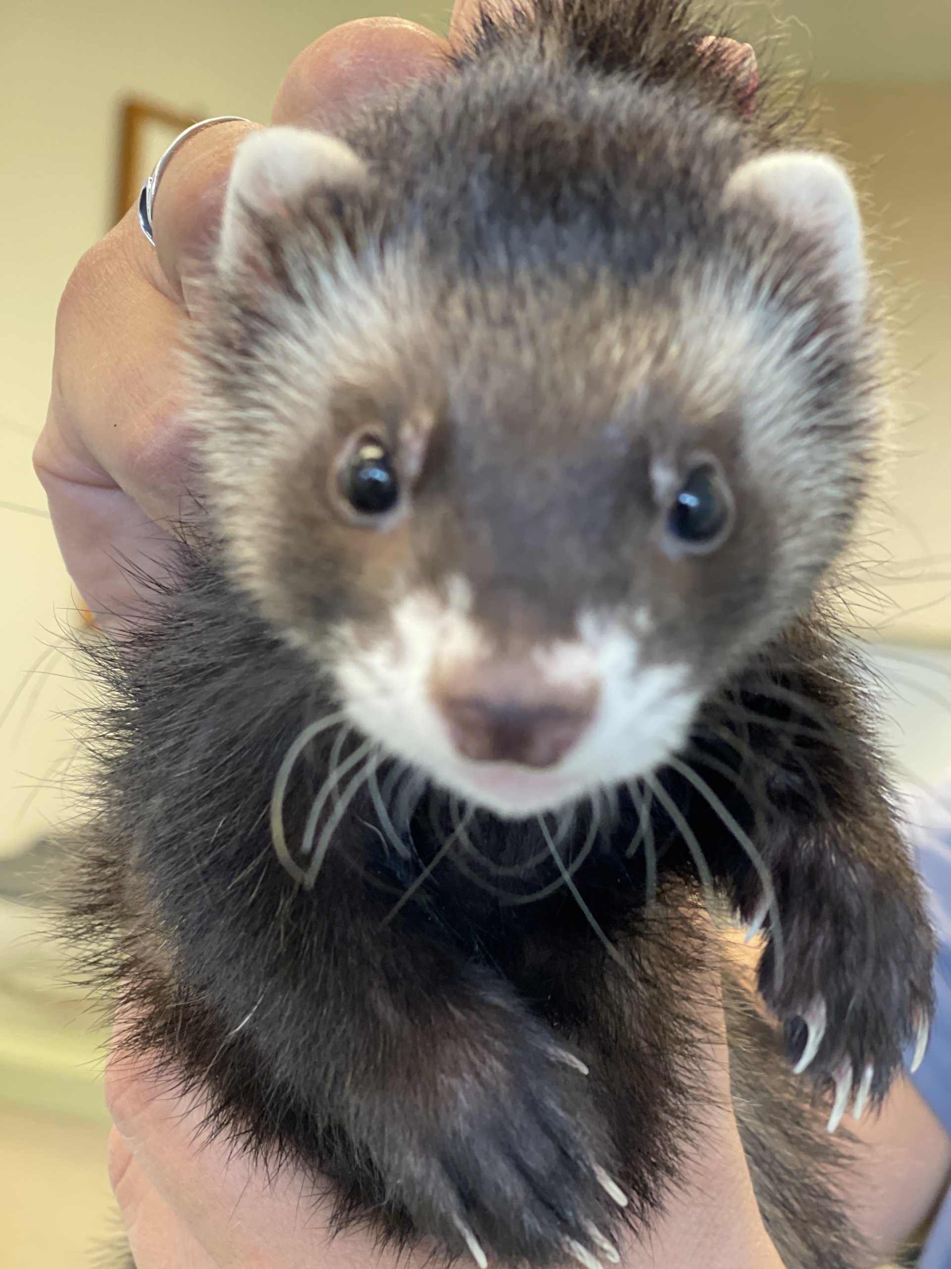 Veterinarian Algonquin, IL Algonquin Animal Clinic