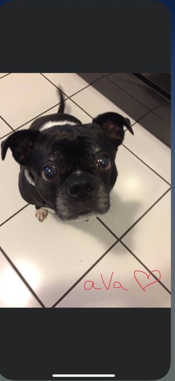 Veterinarian Algonquin, IL Algonquin Animal Clinic