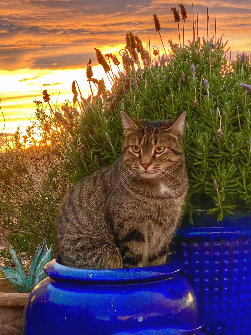 Reach Our Vet Team El Paso, TX America’s Animal Clinic