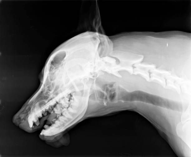 Veterinary Hospital St Louis, MO