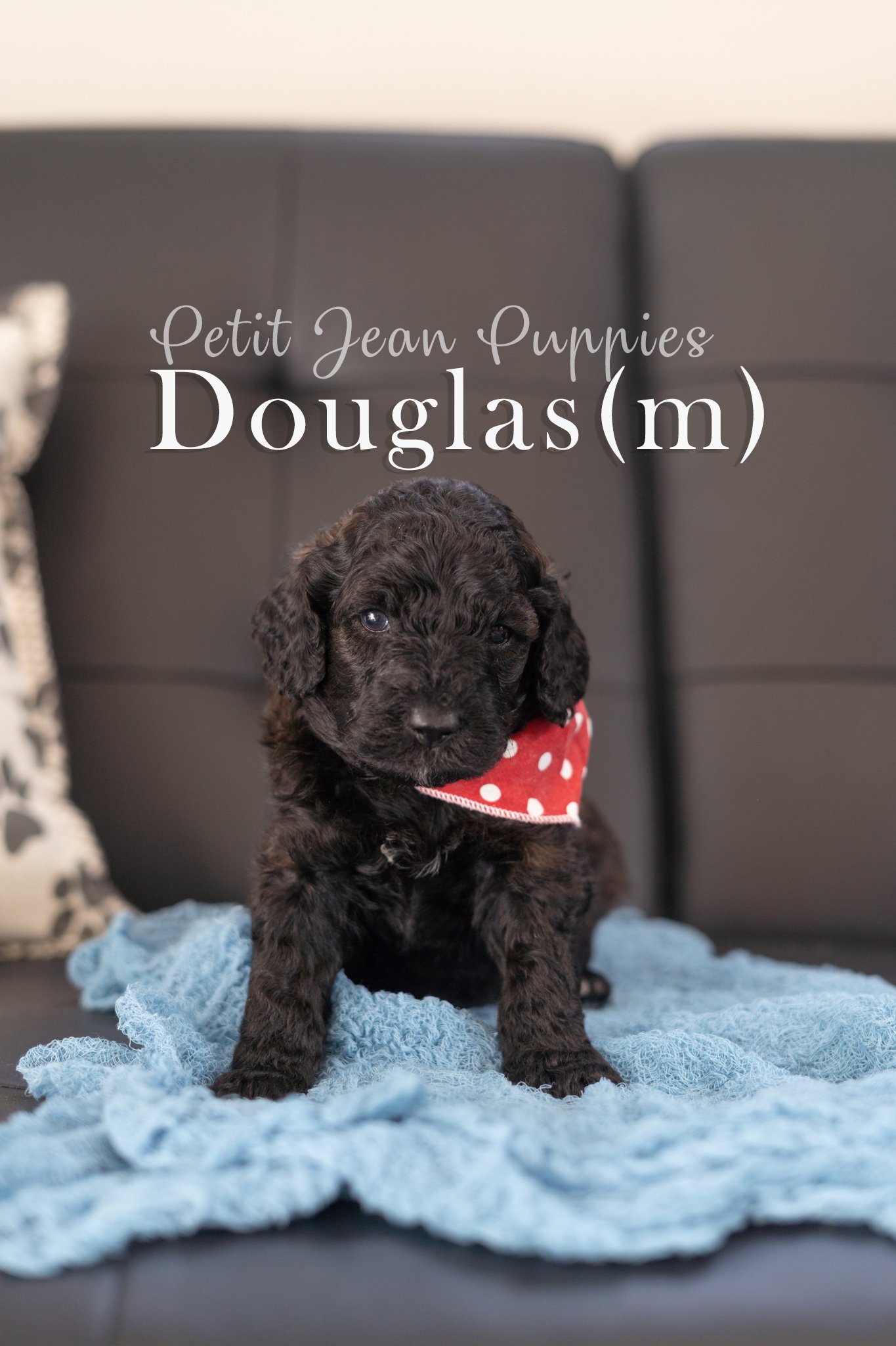 Petit Jean Puppies Goldendoodles, Cavapoos & Cavapoochons