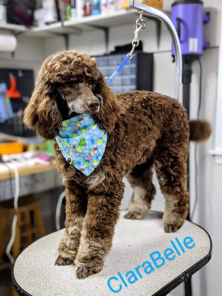 Petit Jean Puppies Goldendoodles, Cavapoos & Cavapoochons