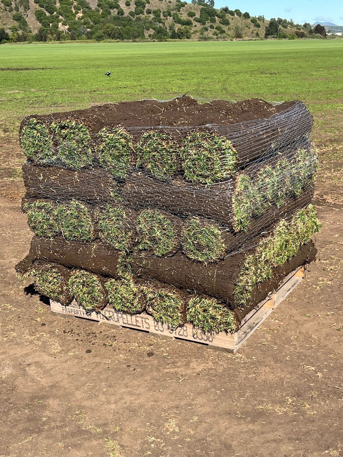 Aussie Turf Supplies Turf Supplier in Newcastle