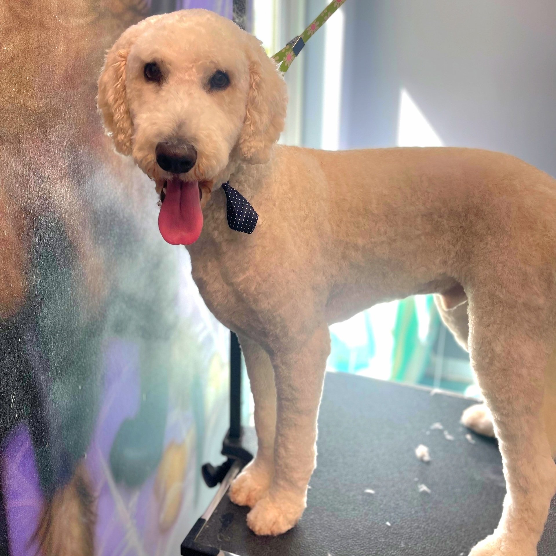 Grooming Dog Park and Biergarten Madison, WI The Boneyard