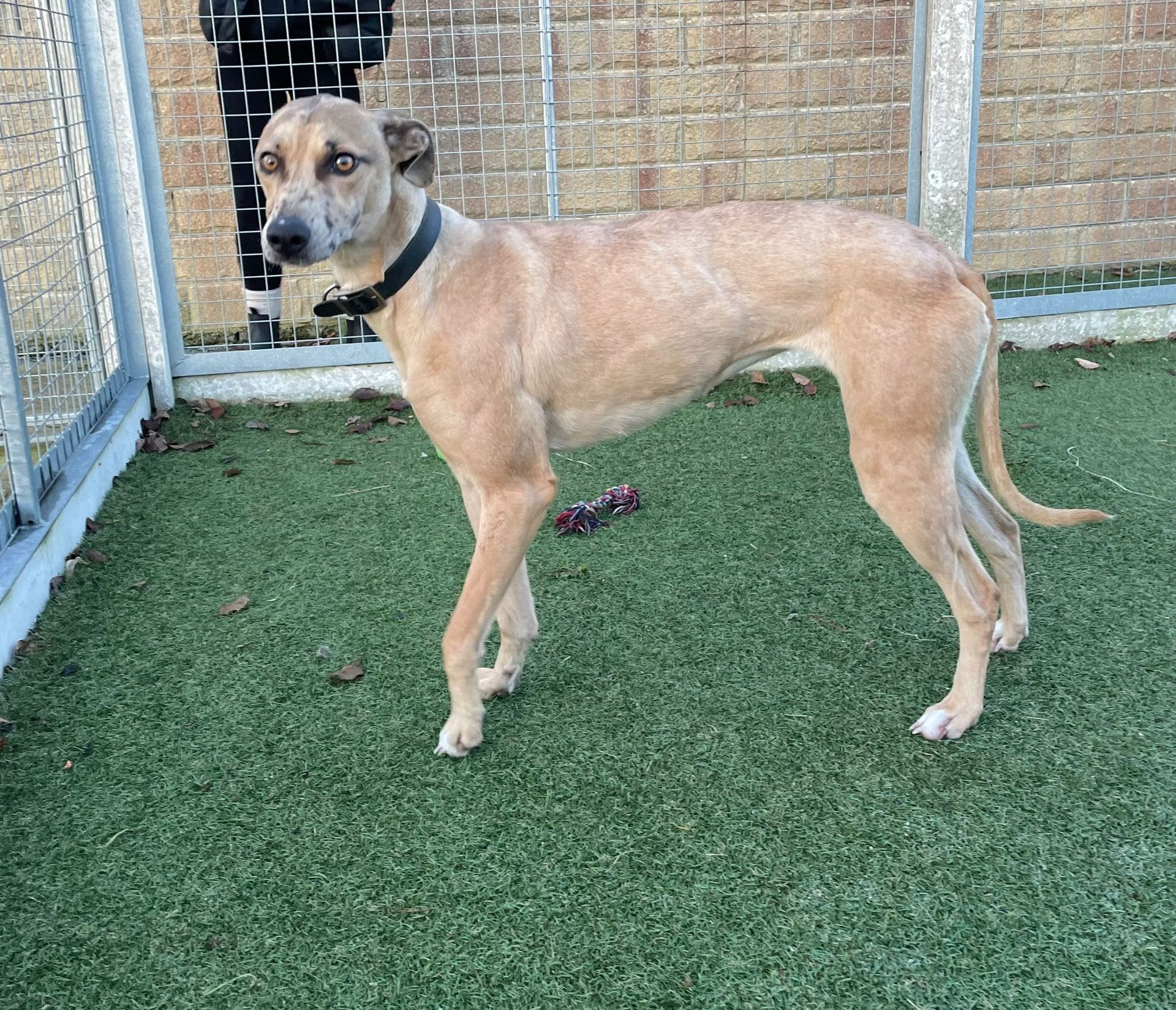 Dogs For Adoption in Sheffield The Cliffe Kennels