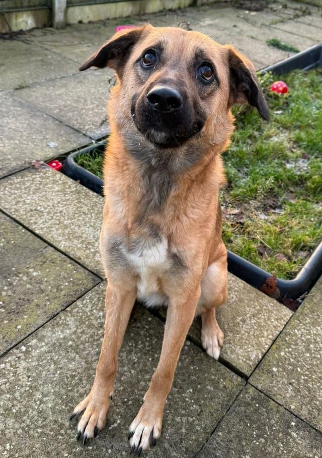 Dogs For Adoption in Sheffield The Cliffe Kennels
