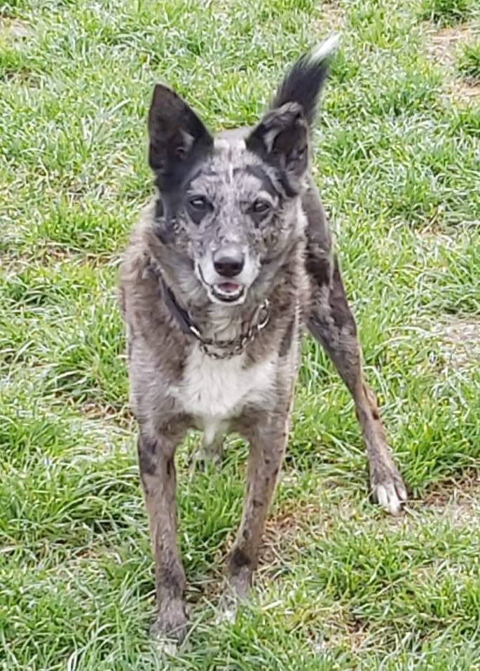 Dogs For Adoption in Sheffield The Cliffe Kennels