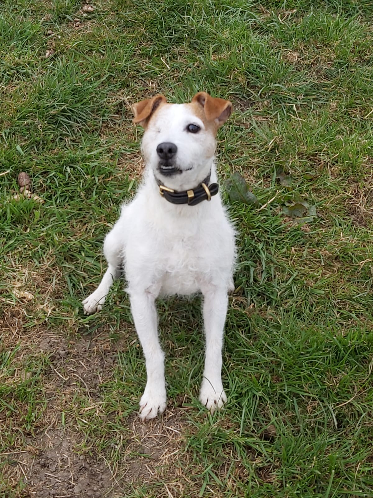 Dogs For Adoption in Sheffield The Cliffe Kennels
