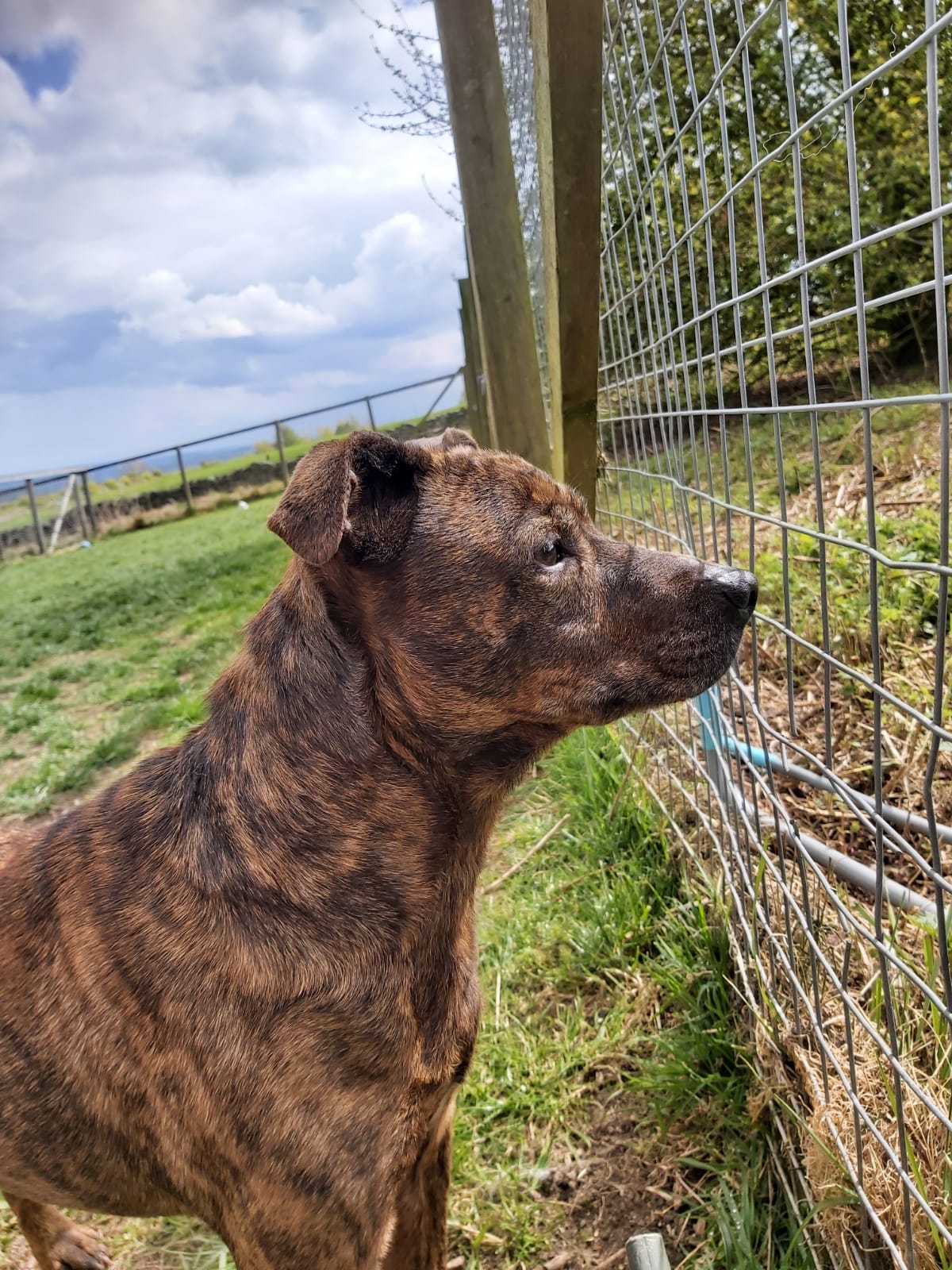 Dogs For Adoption in Sheffield The Cliffe Kennels