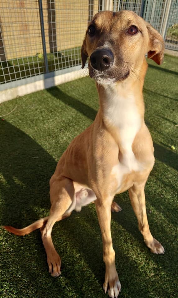 Dogs For Adoption in Sheffield The Cliffe Kennels