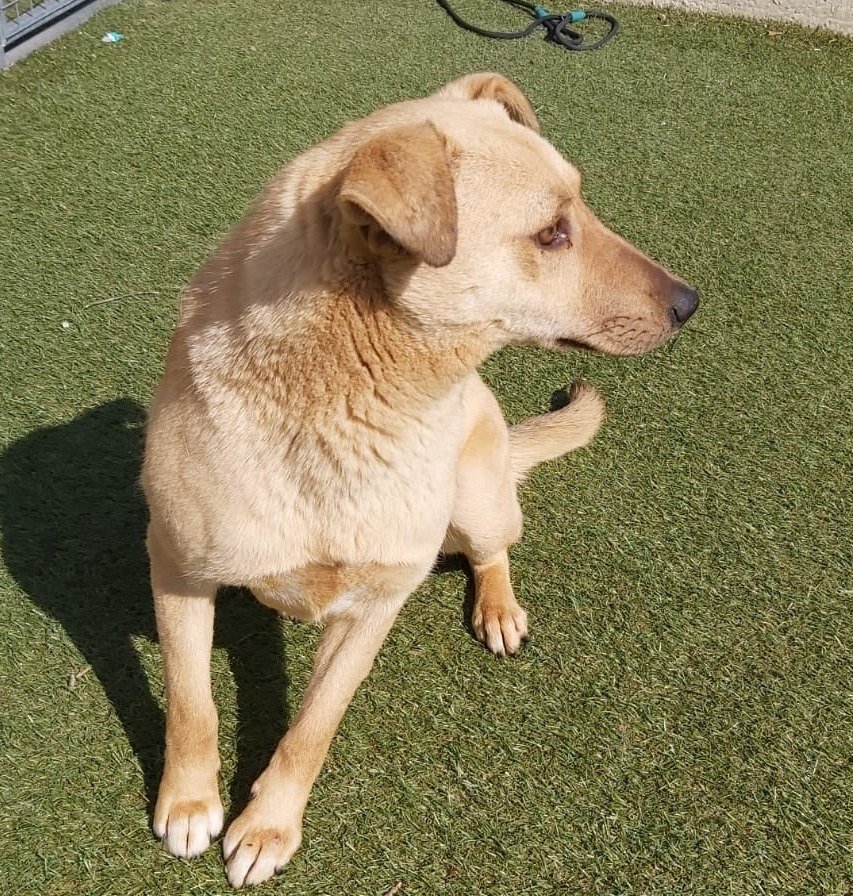 Dogs For Adoption in Sheffield The Cliffe Kennels