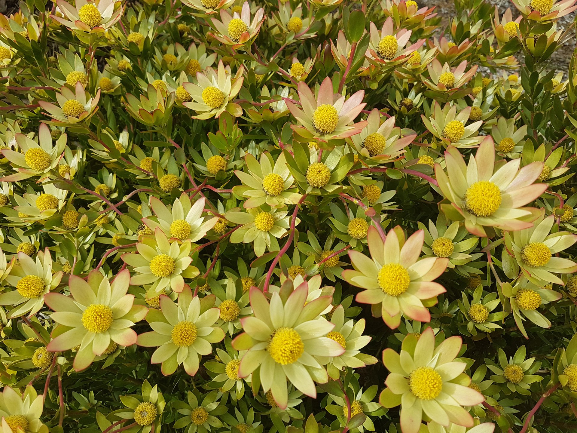 Proteas & Waratahs Emerald, VIC Emerald Gardens Nursery