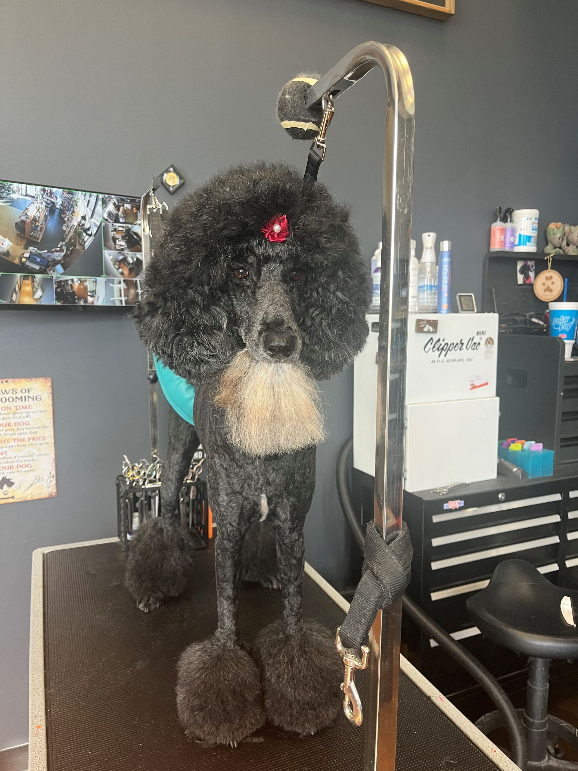 Pet Spa Service Roseville, CA Backyard Pet Spa & Boutique