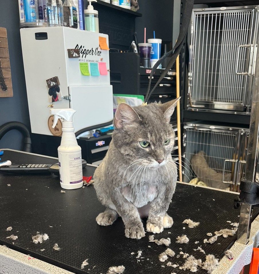 Our Pets Roseville, CA Backyard Pet Spa & Boutique