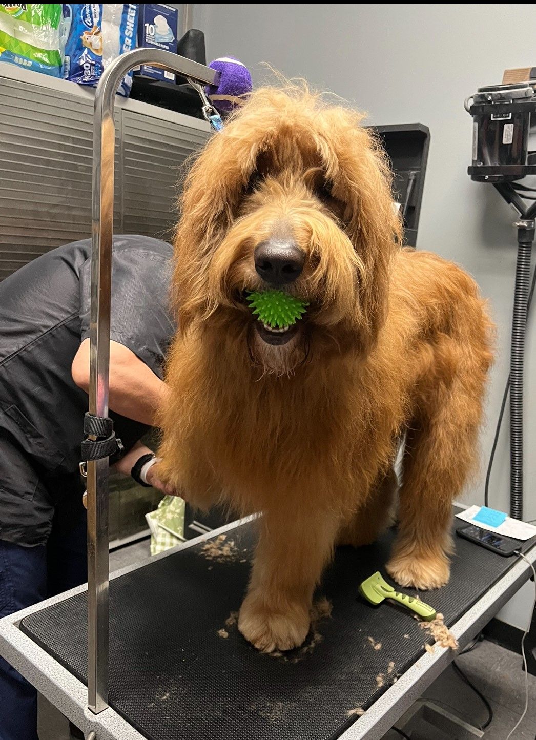 Dog Grooming Roseville, CA Backyard Pet Spa & Boutique