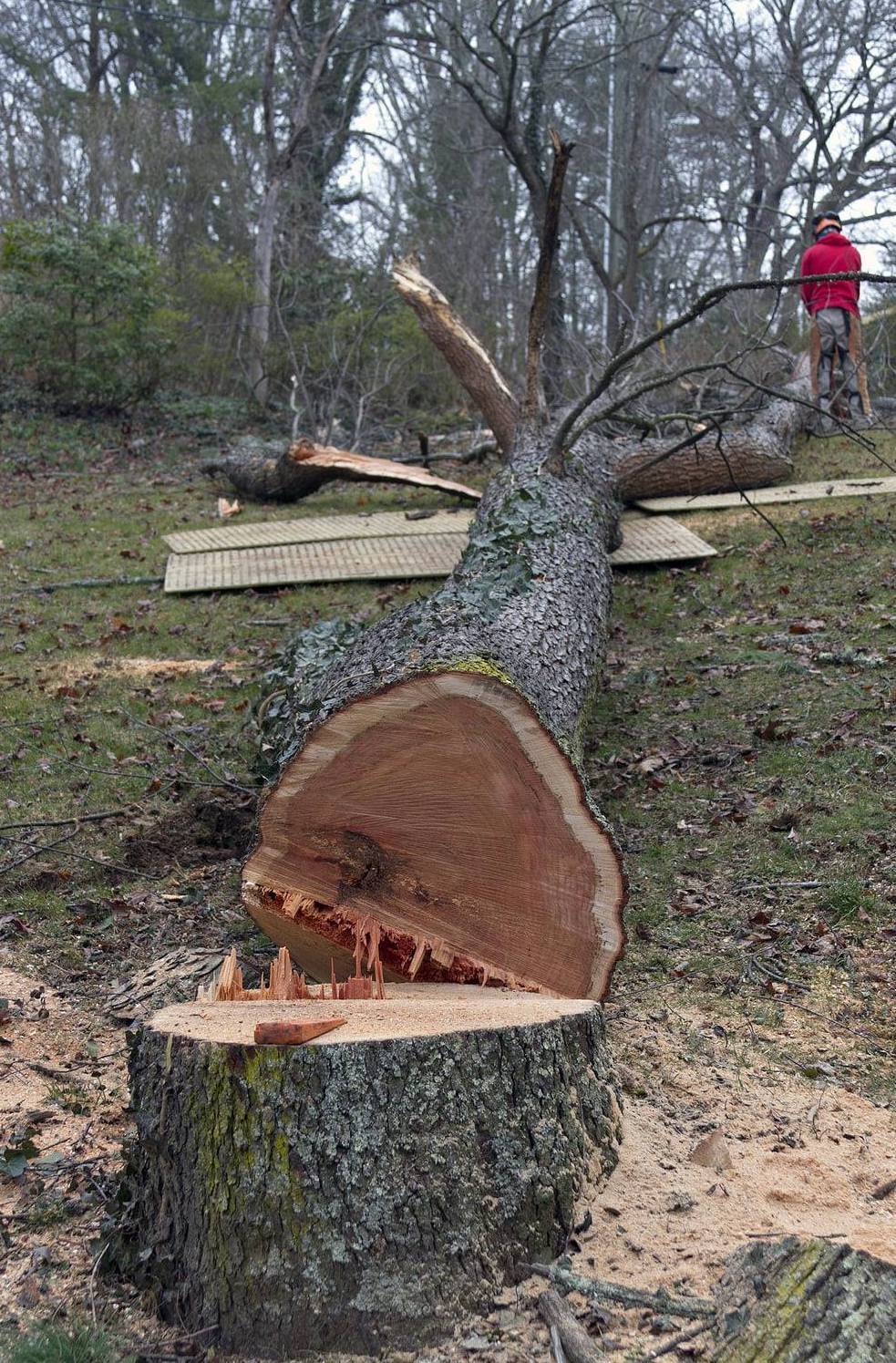 Tree Service, Tree Removal, Stump Removal Bremen, Tallapoosa Ga