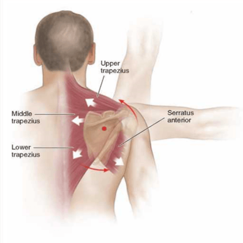 Importance of the Scapula in Shoulder Pathology