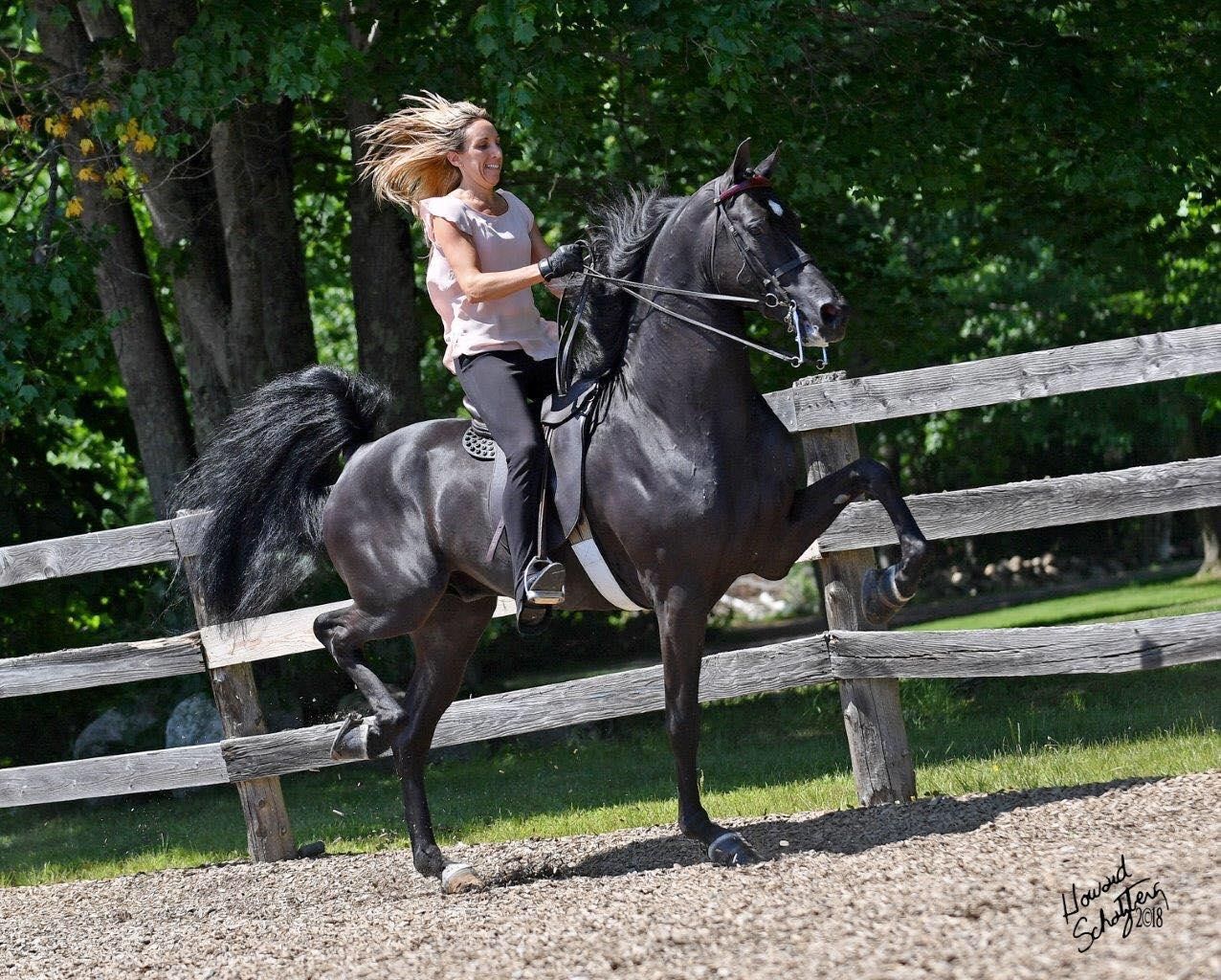 Breeders Gold Cup Sale Ohio's Premier Horse Auction Event