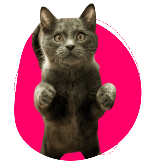 International, Interstate and Domestic Pet Transport Melbourne