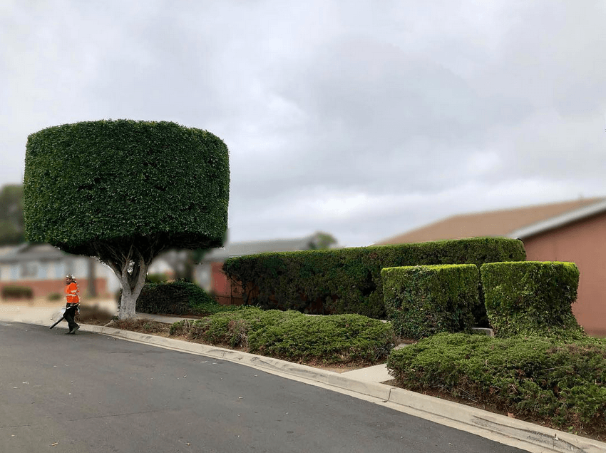 1 Tree Service San Diego CA Tree Removal San Diego CA