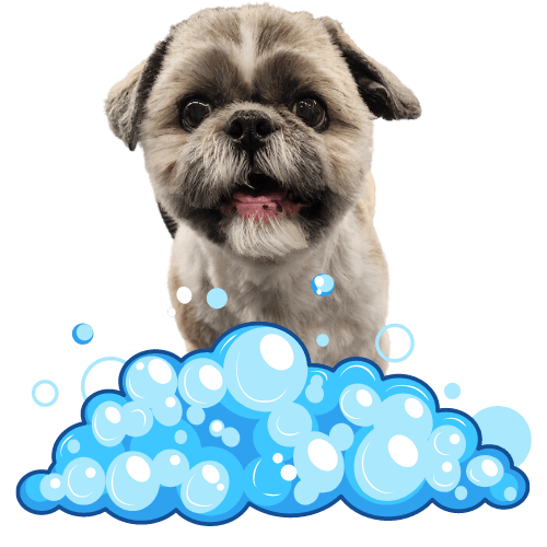 Mobile Pet Groomers Mobile Dog Grooming Long Island