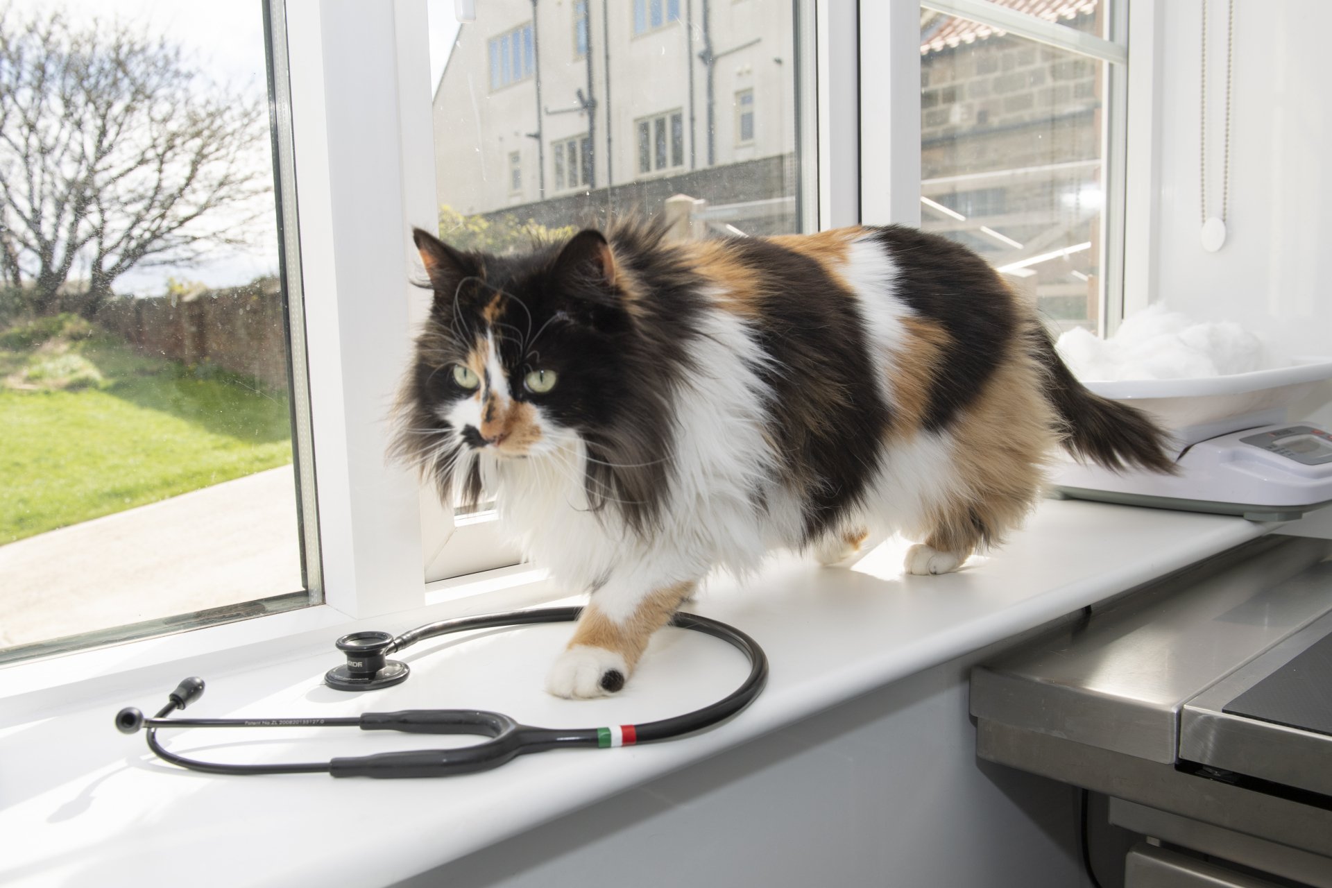 Premier Pet Care Plan