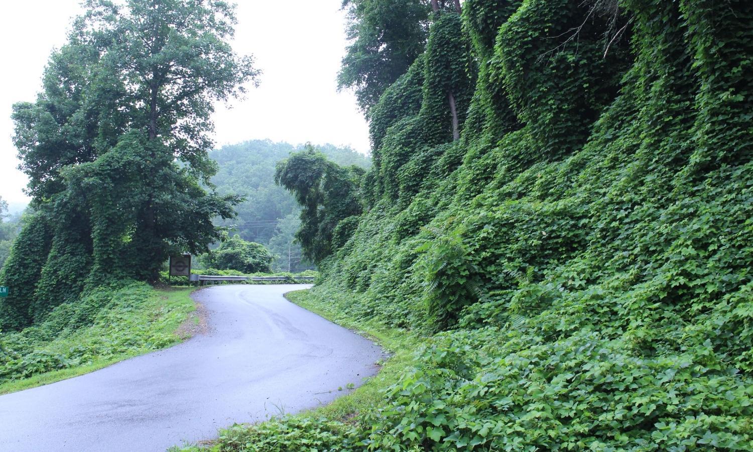Managing Invasive Plants Species Heritage Forestry Mulching