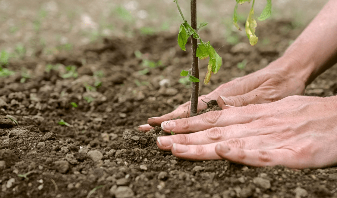How Mulching Helps the Environment Heritage Forestry Mulching